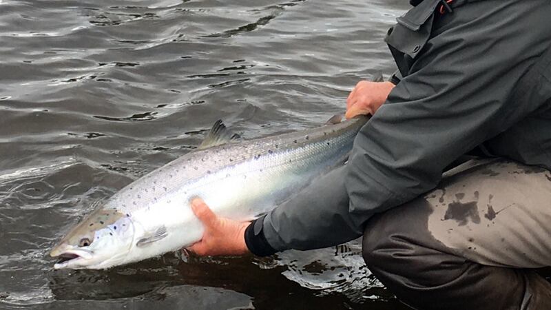 Martin Davison from Foxford, Co Mayo, releasing the first spring salmon of 2020 at the Ridge Pool on the River Moy