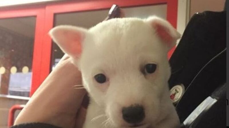 Sneachta/Milo was found in a plastic box last week. Photograph: Dublin Airport