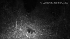Long-beaked Echidna: Lost mammal named after Attenborough rediscovered