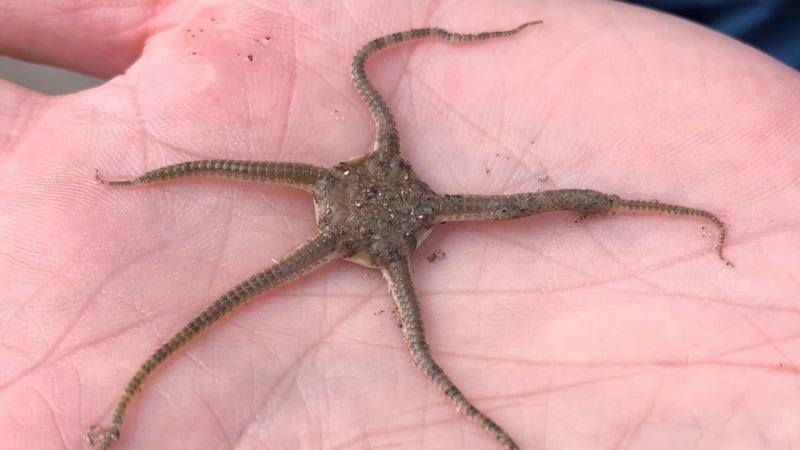 The black brittle starfish is common around our shores