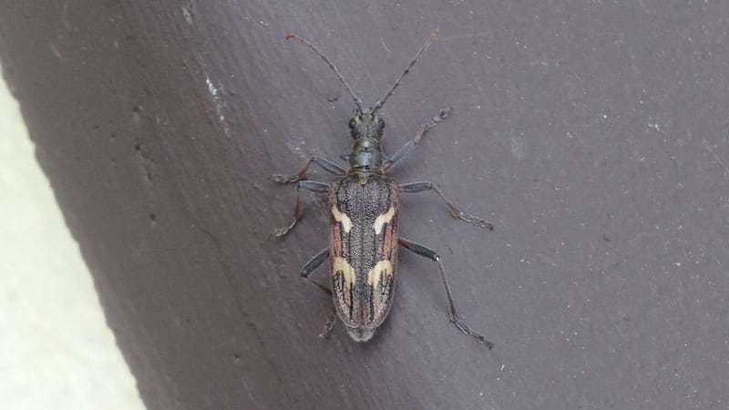 Eyes on nature: the two-banded longhorn beetle that Dermot Nolan found on his window sill