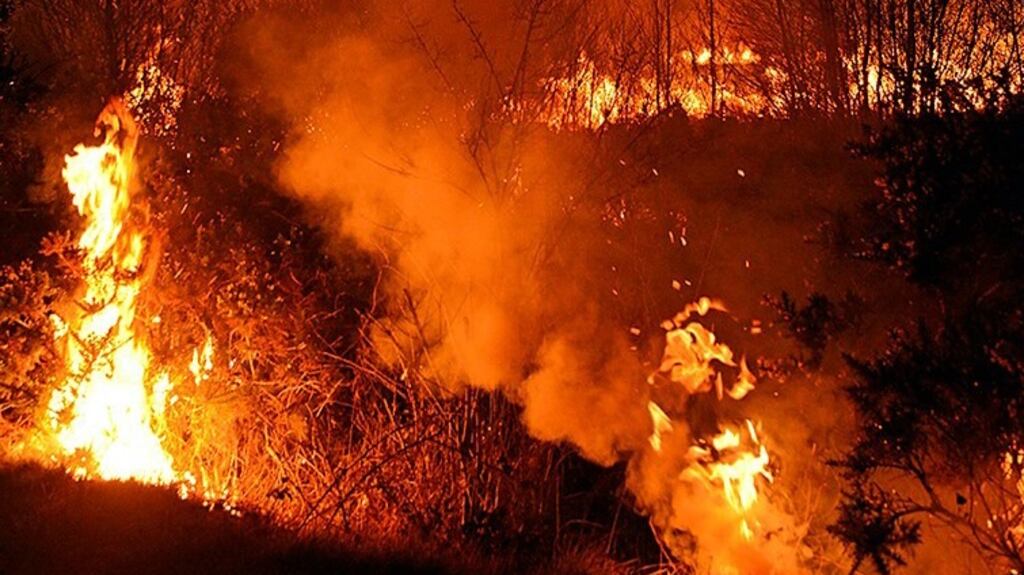It is illegal from March 1st to the end of August to burn and cut hedges under the wildlife Acts. Photograph: Stop Gorse Fires campaign