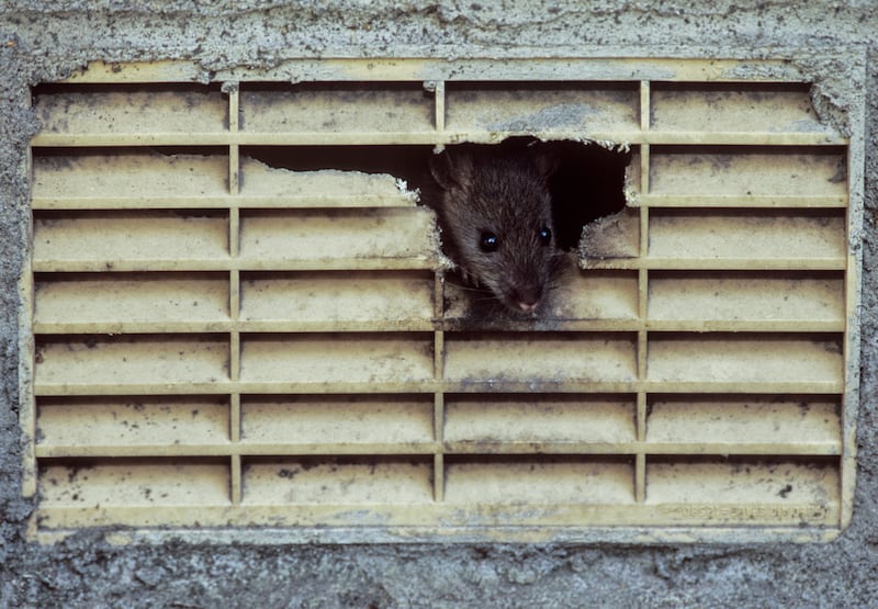 The brown rat, originally from the plains of northern China and Mongolia, has colonised virtually everywhere due to the spread of trade networks. Photograph: Alamy/AP