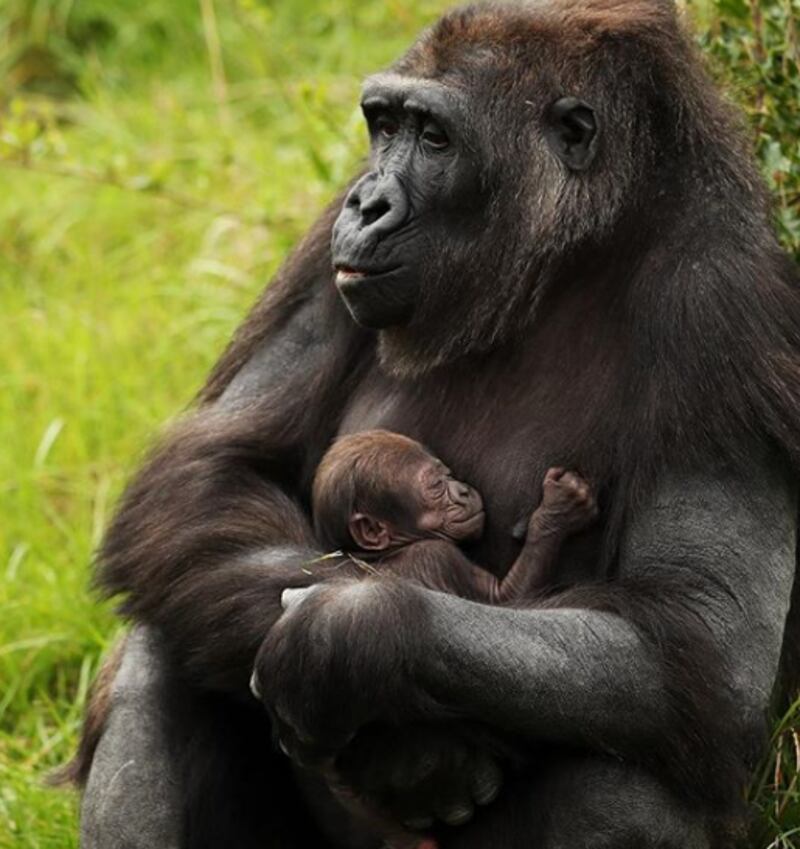 The sex of the baby gorilla is not yet known. Photograph: Brian Lawless/PA