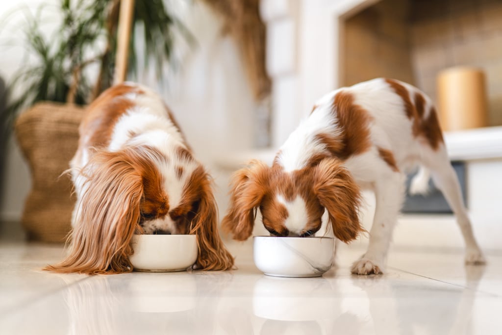 In 2022, Irish pet owners spent an estimated €158 million on pet food, according to Euromonitor. Basic food for one small dog can cost almost €30 per month, treats excluded. Photograph: iStock
