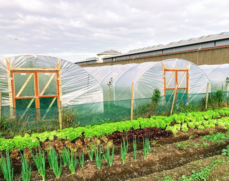 Cherry Orchard Community Garden, Dublin.