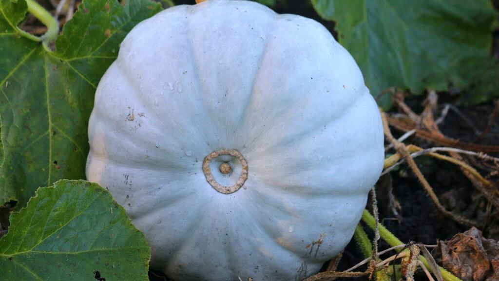 My favourite pumpkins are the Crown Prince variety – with a blue-grey skin and a bright orange flesh. Photograph: iStock