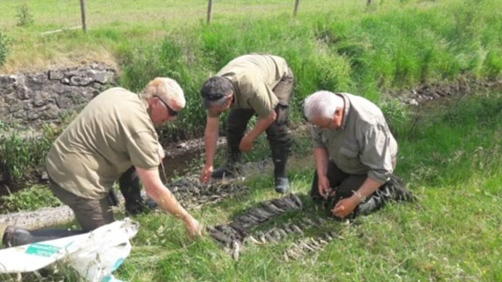 Inland Fisheries officers assess the death toll in Claremorris