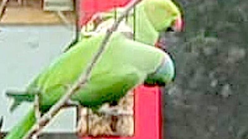 A pair of parakeets as seen in Fairview, Dublin.