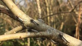 As the duck flies: what are these lake-dwelling midges?