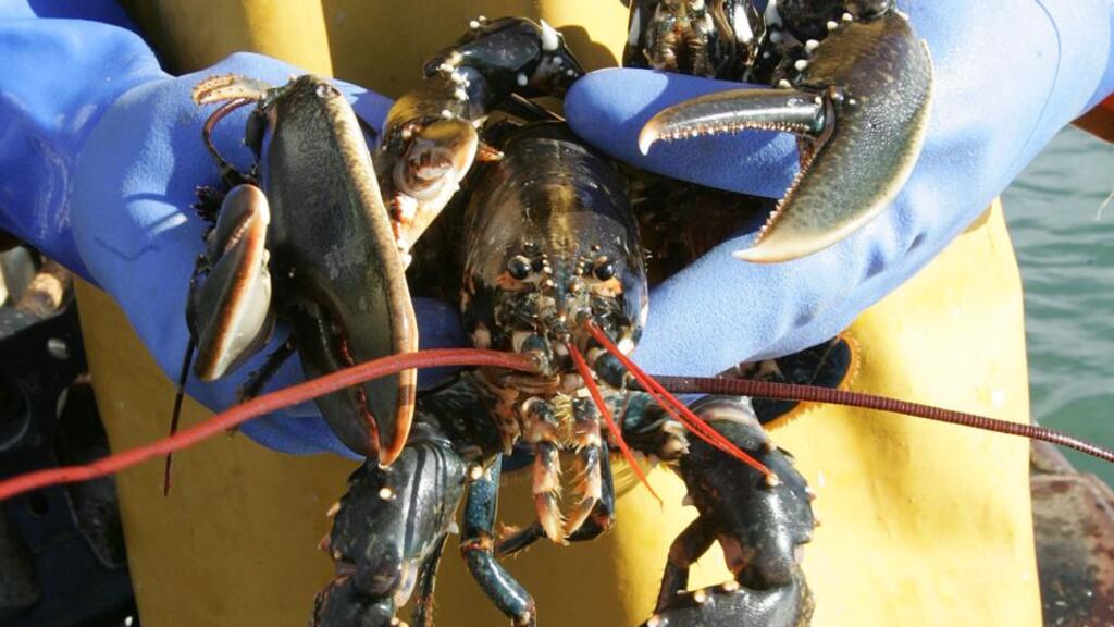 Low sea temperatures and inclement weather have reduced lobster yields, resulting in record prices. Photograph: Alan Betson
