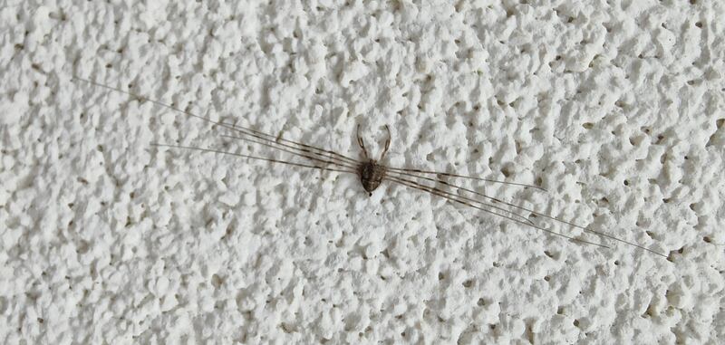 Fork-palped harvestman, Dicranopalpus ramosus. Photograph: Rosie (6), Sonny (4) and Maggie (2) O'Connor