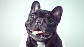 Jennifer O’Connell: Dogs with Instagram accounts? I blame the pawrents