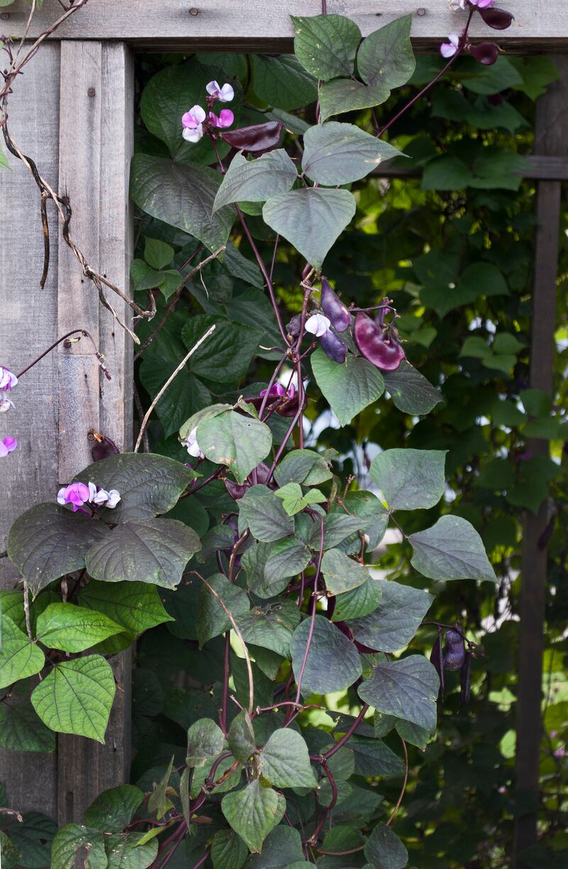 Hyacinth bean vine
