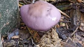 Eye on Nature: What are these strange mauve-coloured mushrooms growing on my shed?