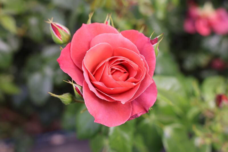 Susan Lynch says Irish florists need more Irish growers. There simply aren’t enough to supply the demand. Photograph: Dara Mac Dónaill