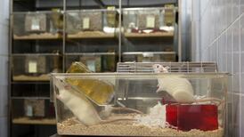 UCC used more than 4,000 live animals for research last year