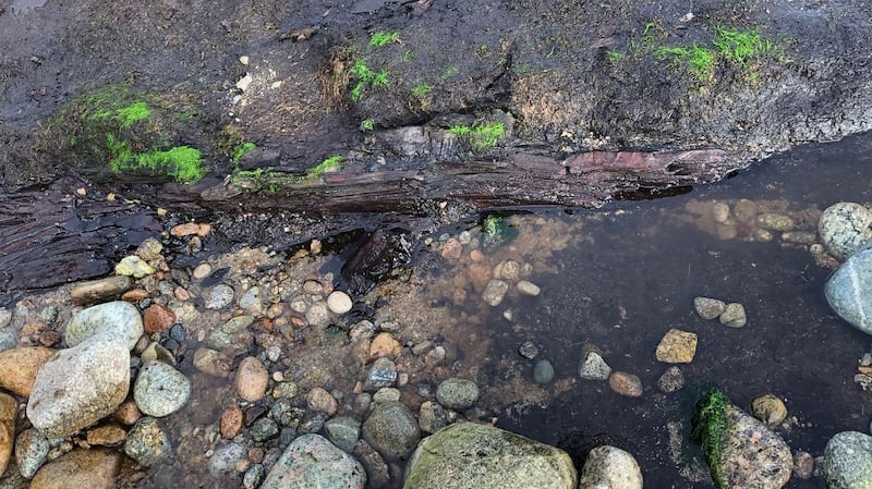 A close-up of the possible crannóg, which is a type of round dwelling built on a lake, typically found in marsh areas