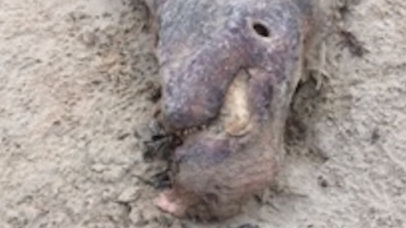 The carcass of a walrus found on a beach in Ballyconneely, Co Galway