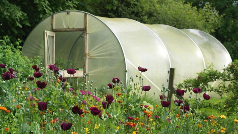 A garden polytunnel. Photograph: Richard Johnston