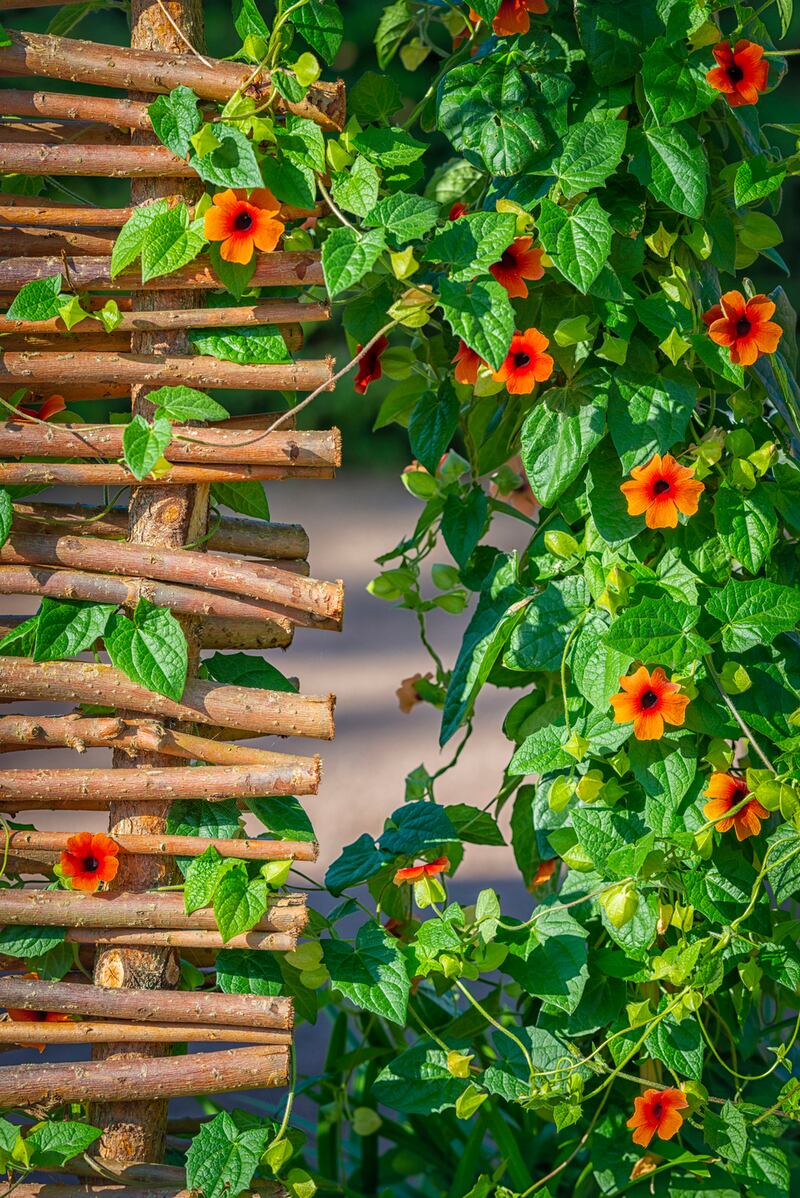 Black-eyed susan vine with flowers climbing up a wooden fence
