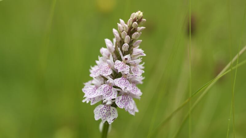 A close up of the wild heath spotted-orchid. Photograph: Richard Johnston