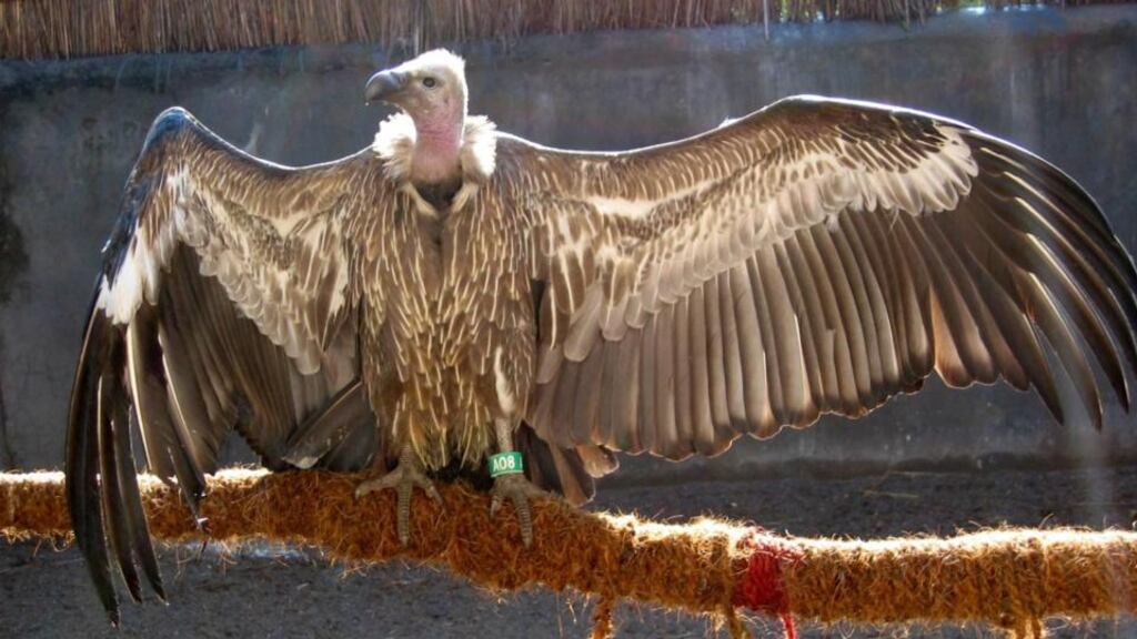 British sustainability adviser Tony Juniper cited the use of the now-banned drug diclofenac, administered on buffalo and cattle in India, as an example of an untold negative impact on the environment. The drug’s use from 1993 to 2006 killed up to 99 per cent of the vulture population, which had been responsible for disposing of up to 12 million tonnes of the remains of dead animals annually. File photograph: Zoological Society of London/PA Wire