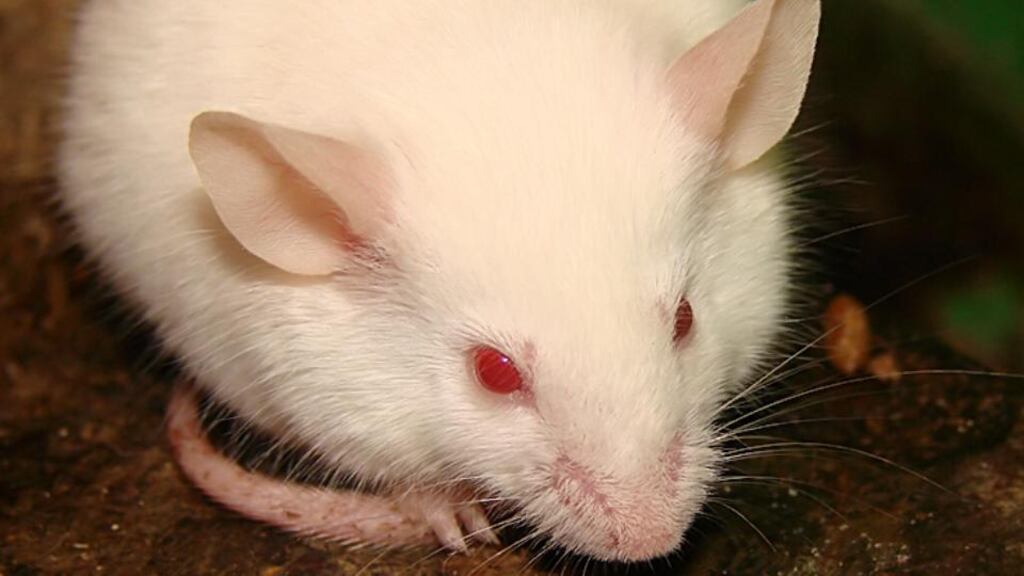 Researchers re-programmed cells harvested from the embryos of a genetically engineered mouse and grafted them onto the kidney of a genetically similar adult mouse.