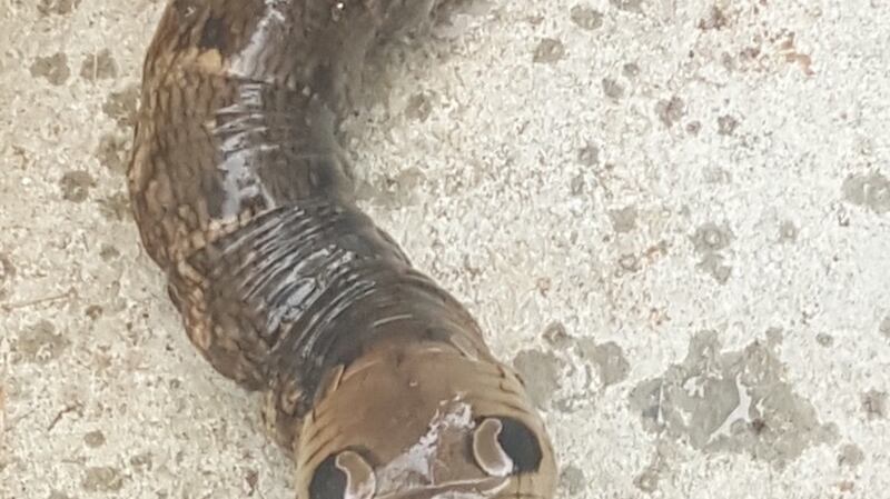 The small elephant hawkmoth caterpillar