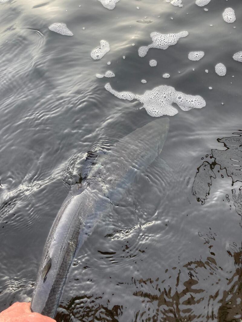 Dominic McGillicuddy about to release the first salmon of 2021 on Lough Currane. Photograph: Vincent Appleby