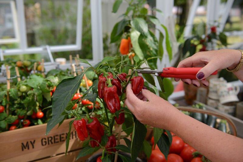 Chillies are hugely rewarding to grow. Photograph: Hartley Botanic/PA