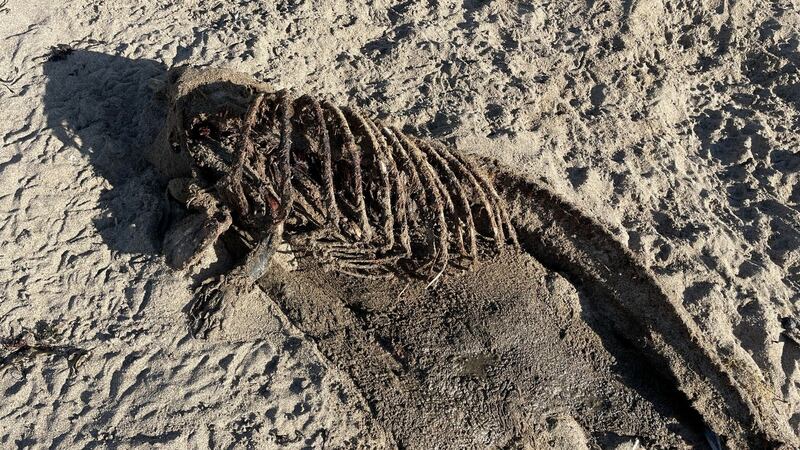 A seal pup skeleton found near Hook Head in Co Wexford.