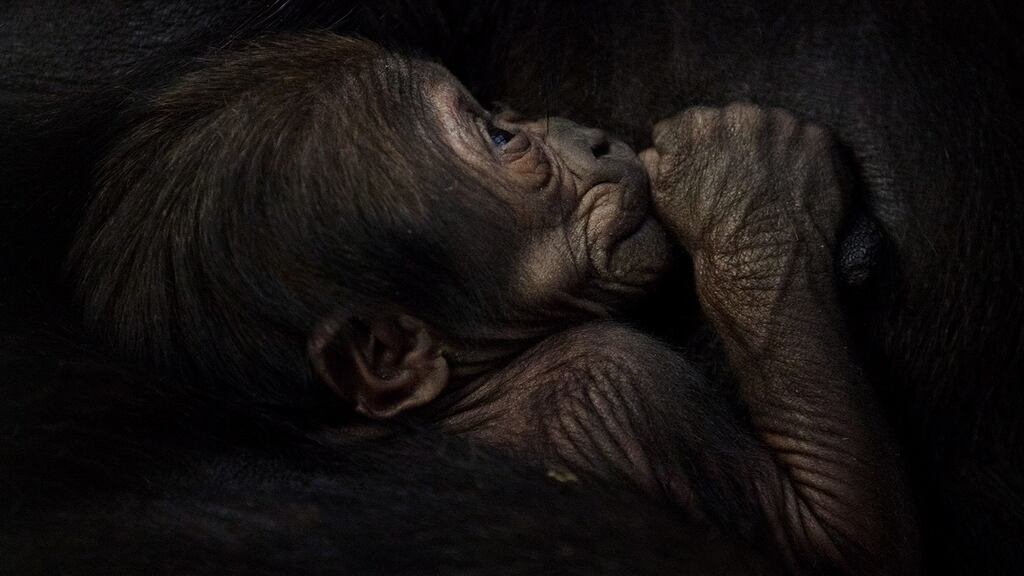 Keepers at Dublin Zoo have been unable to determine the gender of the infant as mother Kafi has been keeping the baby close to her chest since the birth. Photograph: Patrick Bolger