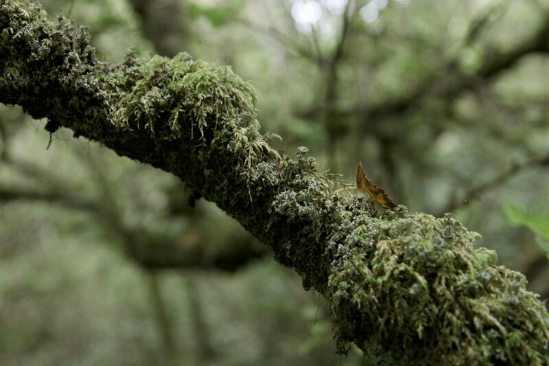 Daltun’s Beara property is likely the most diverse parcel of natural land in the country. Photograph: Chris Maddaloni/The Irish Times