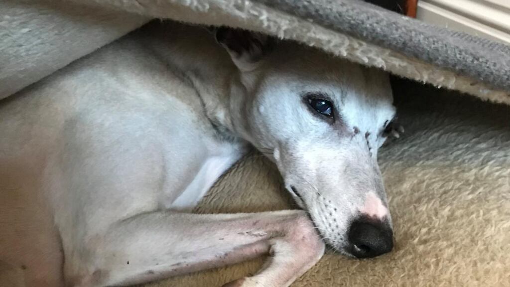 Emma Beddington’s dog, Oscar, listening to the new Spotify podcasts for dogs
