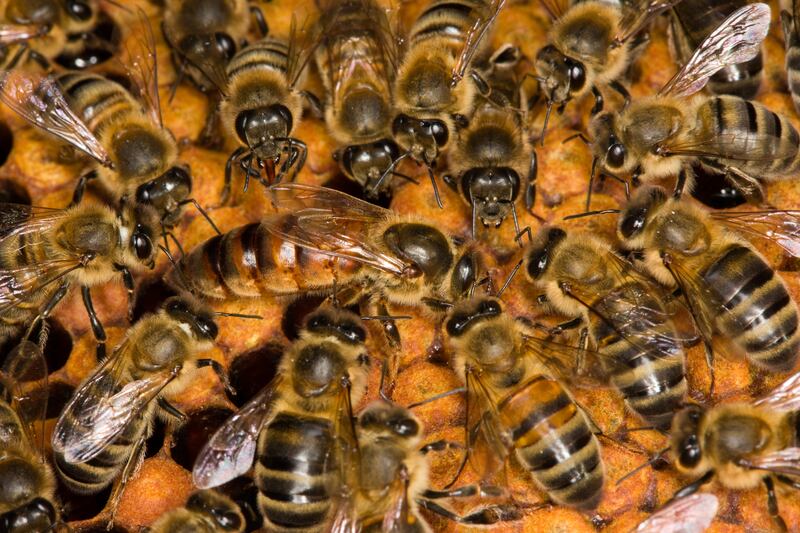 Beehives can get so crowded in spring that the colony decides it is time to make a new home. Photograph: iStock