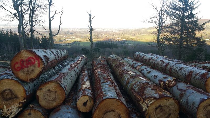 Profits halve at Coillte to €29m as licensing delays hit home