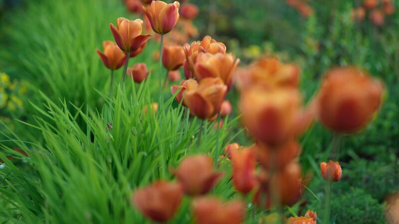 A ribbon of Tulip ‘Cairo’ flowering in Angela Jupe’s Offaly Garden. Photograph: Richard Johnston