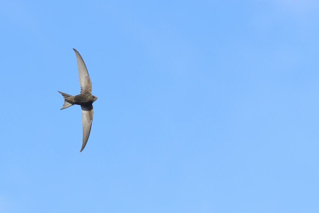 Ella McSweeney: 'Soon, swifts will fly back to Africa before reuniting next spring. I’m slightly dreading the silence in the air, not least because it reminds me autumn is on the way.' Photograph: Ben Andrew/PA