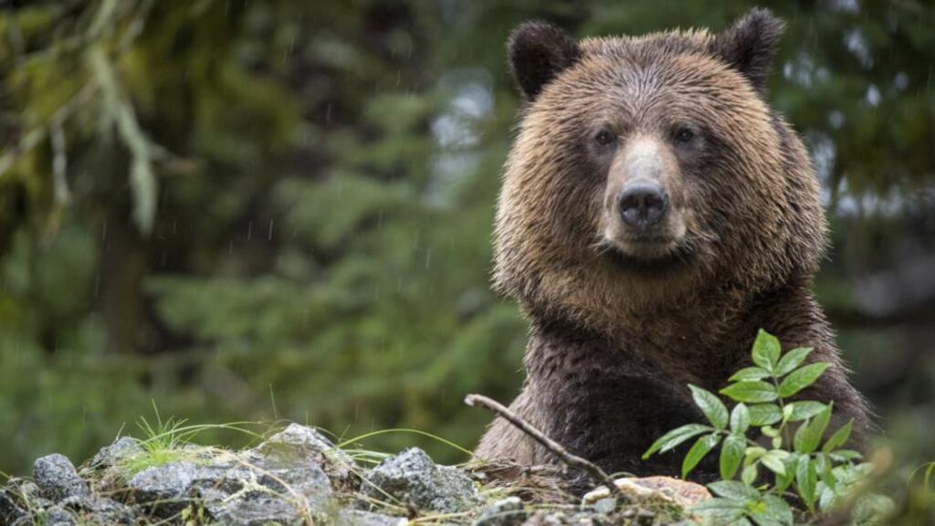 Aoife O’Connor: ‘I love the openness around us and the opportunity to spread our wings. There is plenty of room for the bears and wild horses to live alongside us humans.’