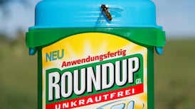 Bayer shares fall up to 14% after Monsanto’s Roundup lawsuit