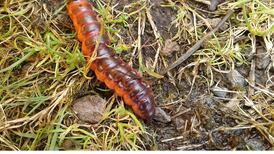 Eye on Nature: Giant, five-year-old grubs and huge jellyfish strandings
