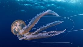 Stinger jellyfish swarms wipe out farmed salmon in west of Ireland