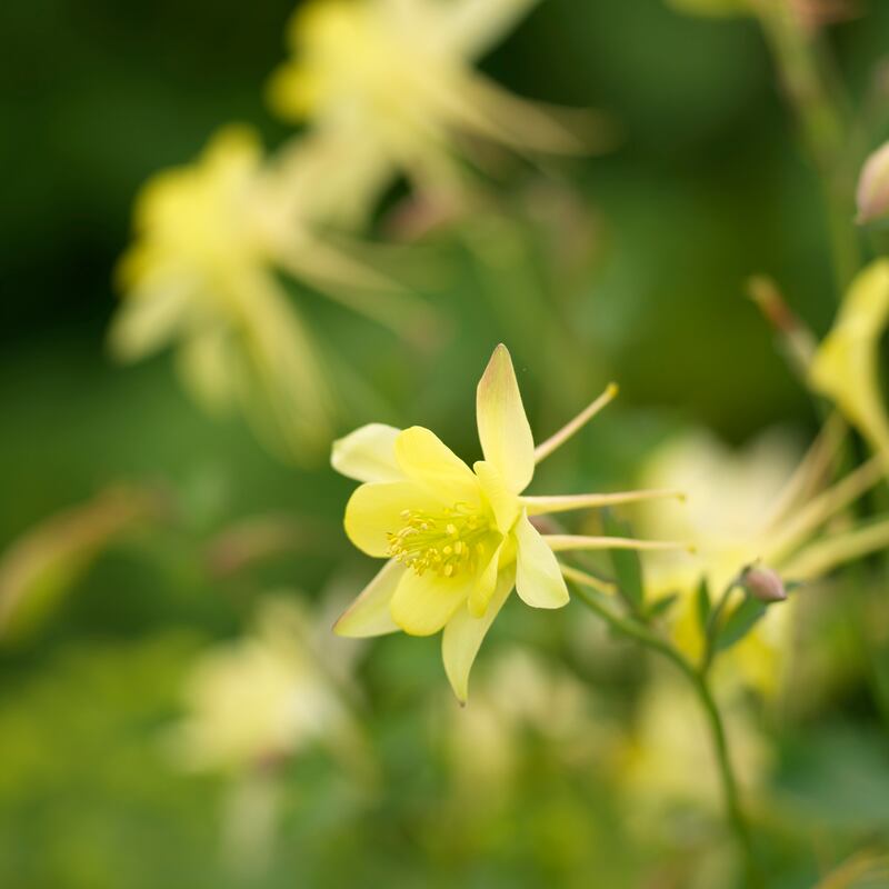 Aquilegia flowering in an Irish garden. Photograph: Richard Johnston