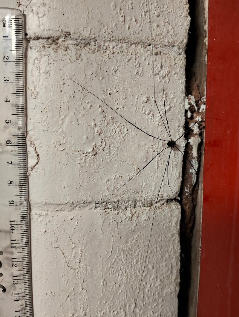 Harvest spider. Photograph: Eve Parnell