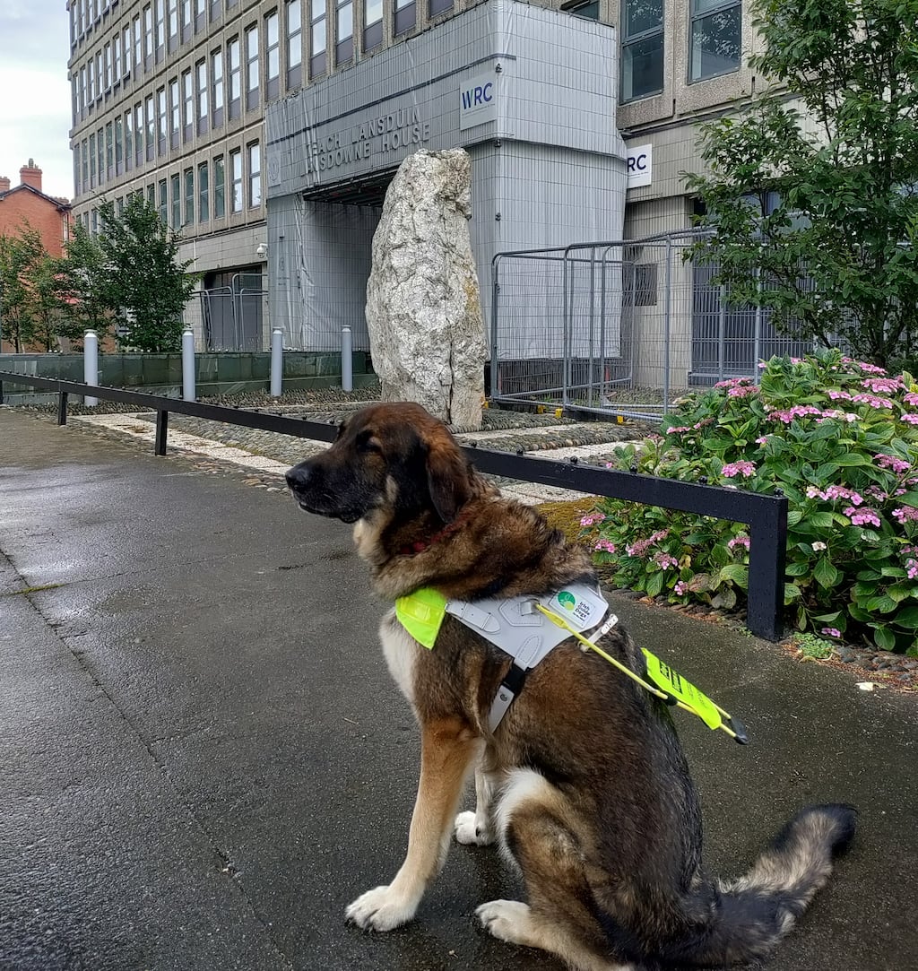Pilot, Nadine Lattimore's guide dog outside the Workplace Relations Commission.