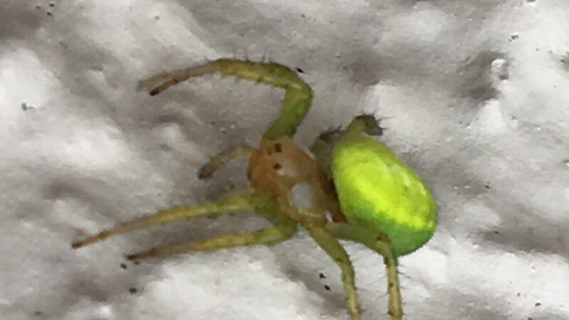 Cucumber green spider