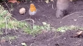 Why are Irish robins so much tamer than Polish ones?