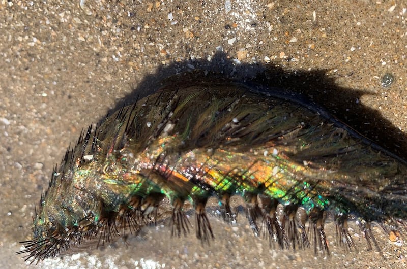 Sea mouse worm