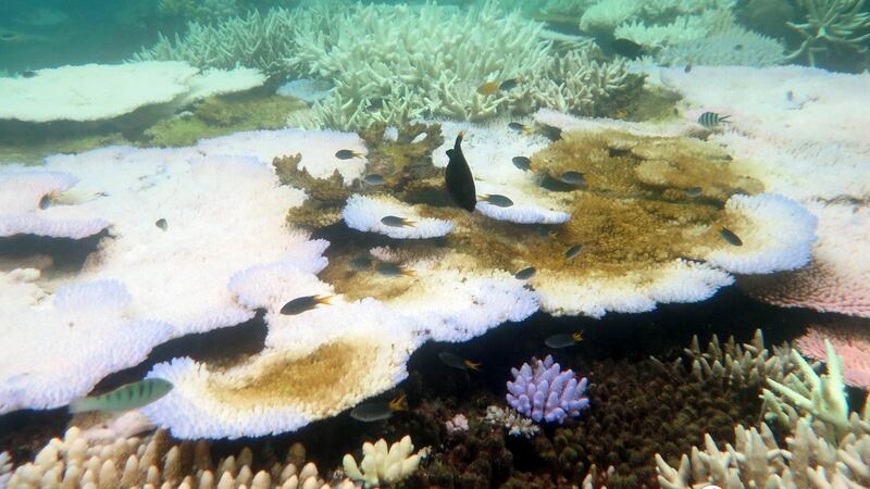 Bleaching damage on the corals of the Great Barrier Reef, Queensland, Australia. Photograph: EPA/Bette Willis/ARC Centre